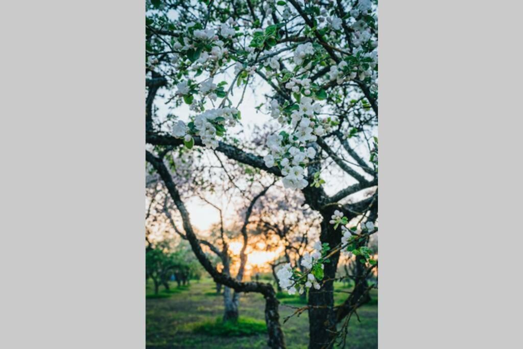 Lilac In Apple Tree Park * Nakotne