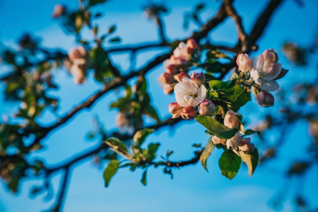 Lilac In Apple Tree Park
