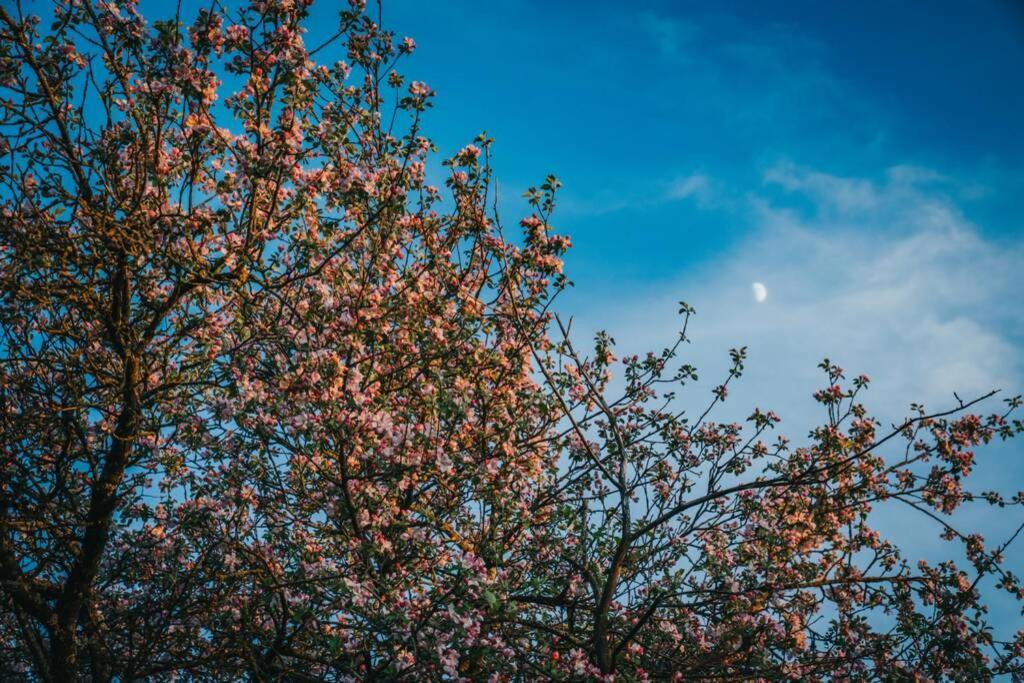 Holiday home Lilac In Apple Tree Park Nakotne